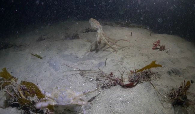 Η μονομαχία ανάμεσα σε χταπόδι και κάβουρα πήρε μια ασπροσδόκητη τροπή! (vid)